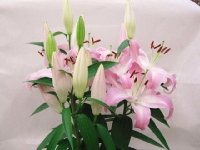 母の日フラワーギフトに根強い人気のユリ ソルボンヌ鉢植え 静岡 藤枝市の花屋マスダグリーン 社長のブログ