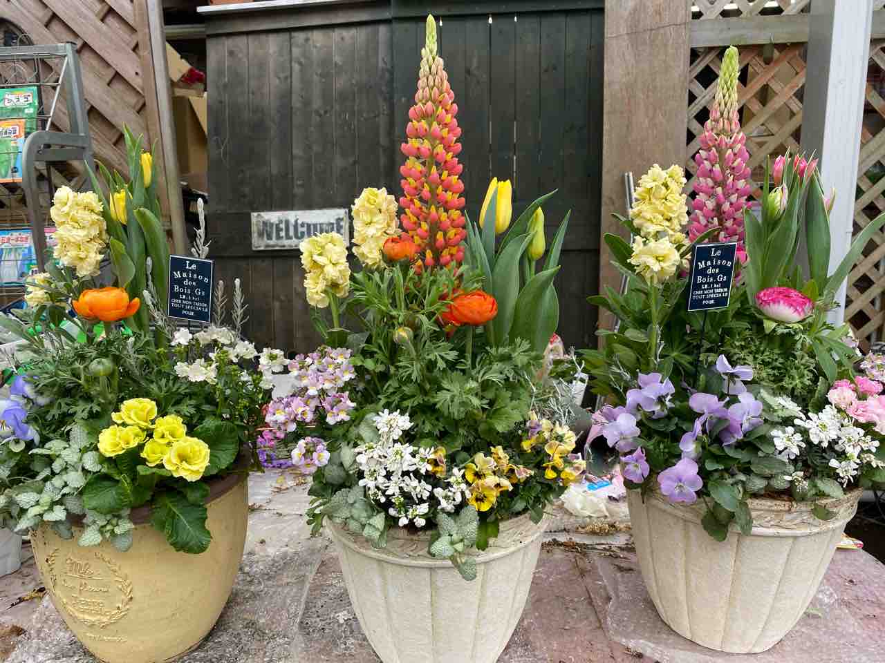 初春の寄せ植え定期便作成 静岡 藤枝市の花屋マスダグリーン 社長のブログ 初春の寄せ植え定期便作成 静岡 藤枝市の花屋マスダグリーン 社長のブログ