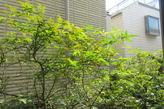 IMG_9013_1