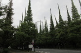 IMG_8974_1