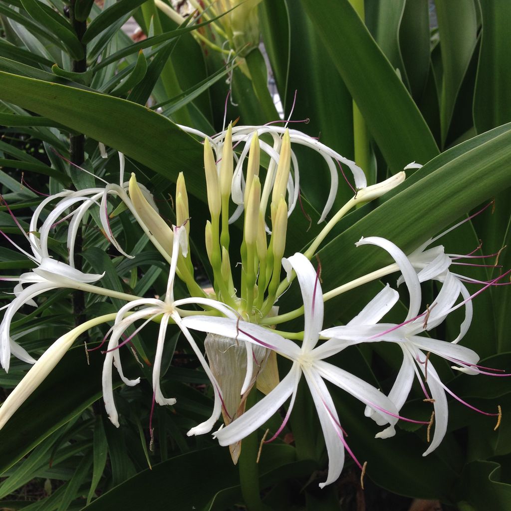 ハマユウの花 ますほのブログ