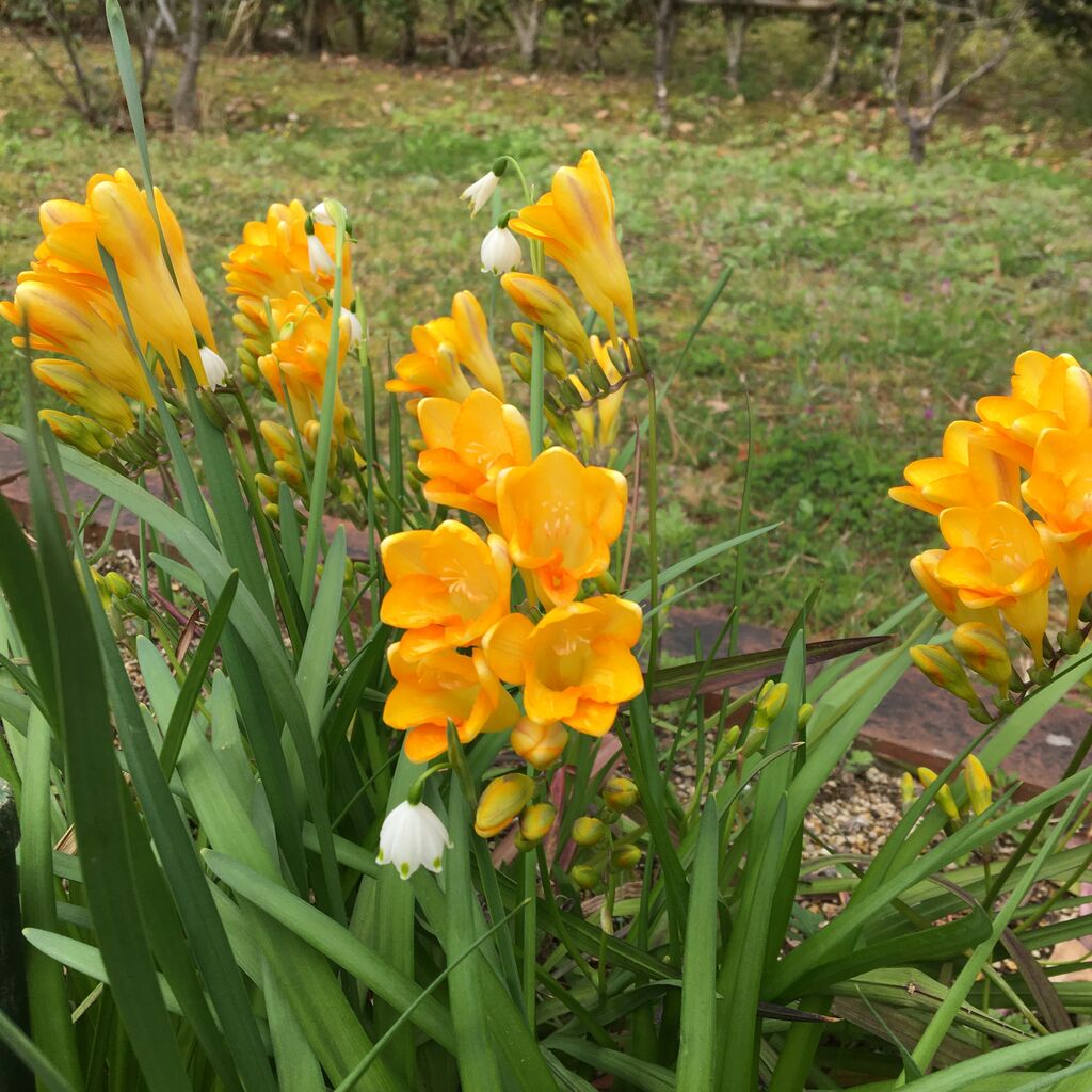 フリージャーとスノーフレーク ますほのブログ