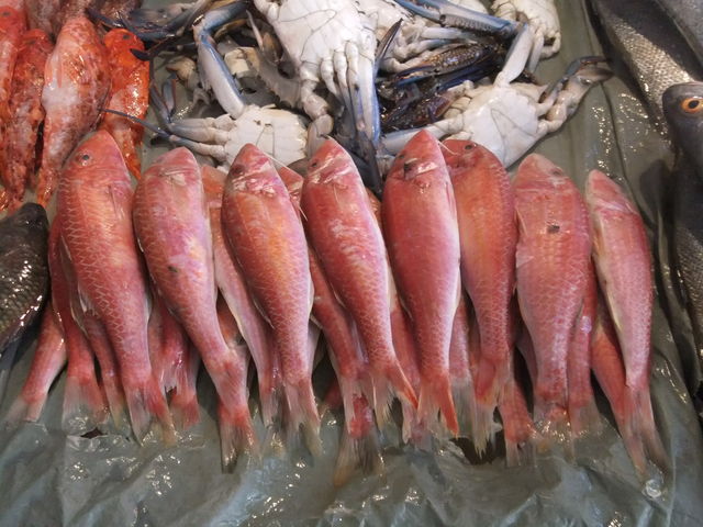 地中海で一番旨い魚との評判 富士産業エジプト fuji industry co egypt 地中海で一番旨い魚との評判 富士産業エジプト fuji industry co egypt