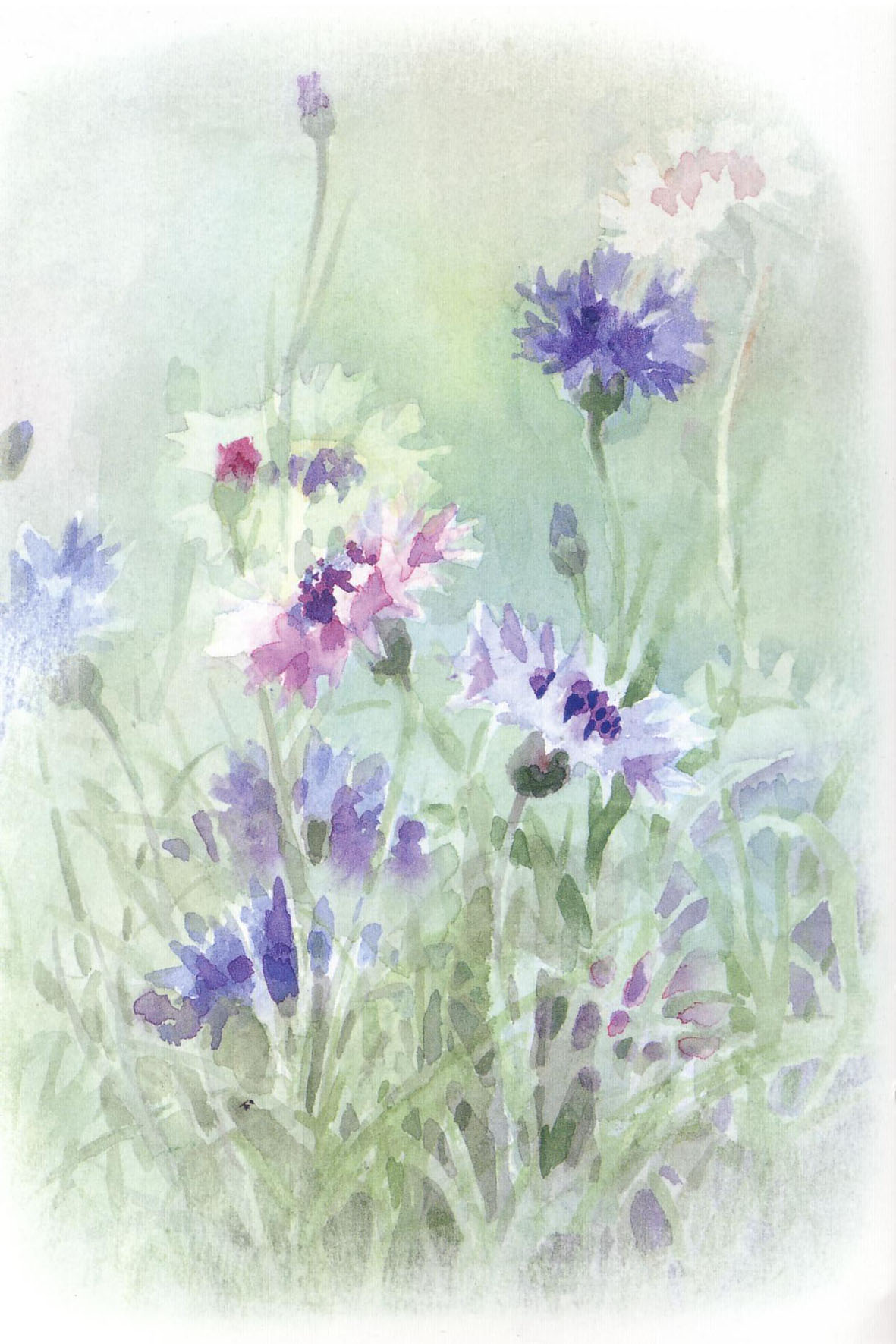 水彩画の楽しさ21 花を描く 矢車草 益山典子 水彩画の心紀行