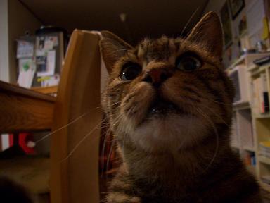 どんぐりめ
