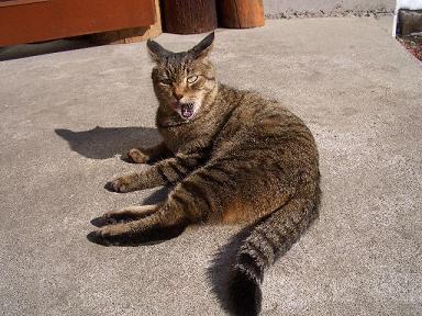 ���ؤ�����