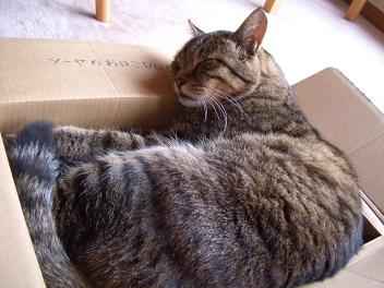 箱にみっちり
