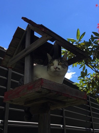なつ