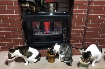 ねこたち