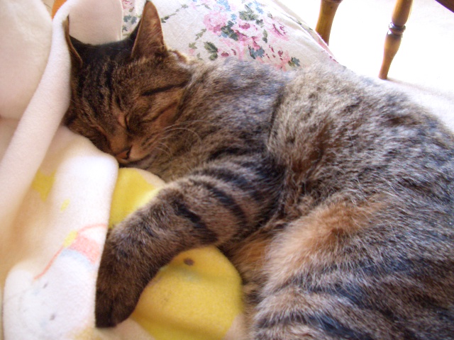 ̲�ꤽ����