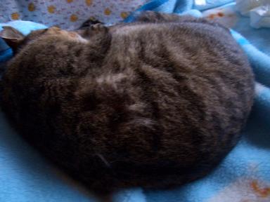 �ۤĤ�ǭ����