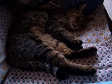 ���ä��ꤽ����