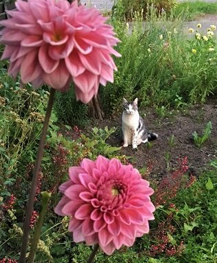 IMG_0550 (編集済み)