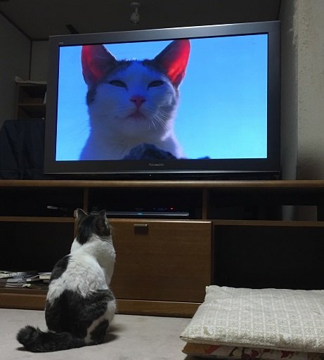 ミー太13