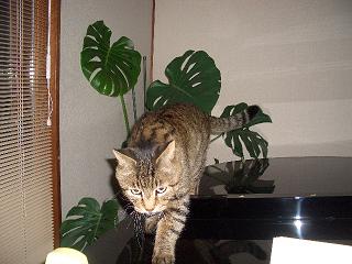 ピアノニャン