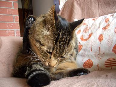 �ӤŤ�������