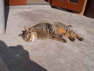 ���ؤ�����