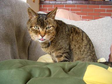 sofa£²
