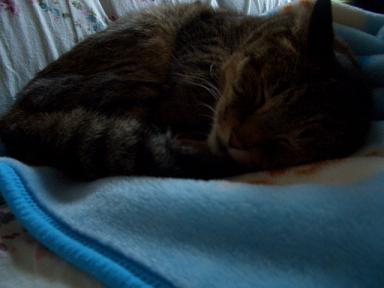 �Ͽ礽����