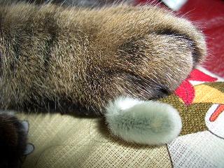 手とねこやなぎ