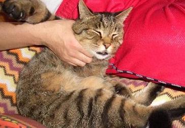 ����������ˤ㡼