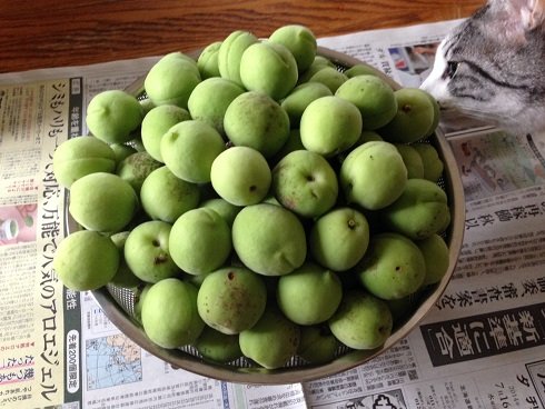 ume2