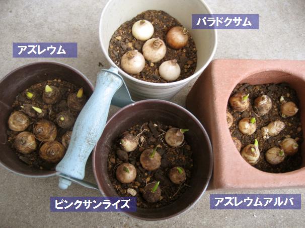 今年のムスカリ球根 やっぱここがエエねん