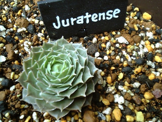 センペルビウム　キャンディフロス センペルビウム キャンディフロス