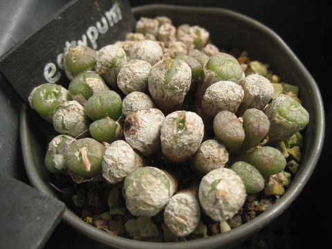 ectypum ssp.ignavum