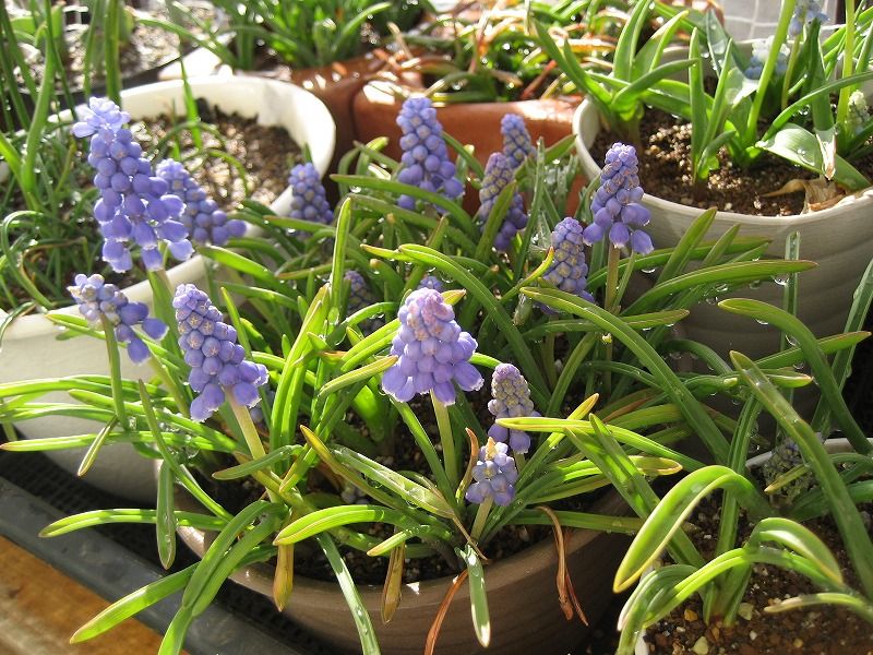 よく咲いてたアルメニアカム やっぱここがエエねん