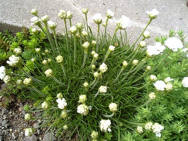 アルメリアがいいかんじ やっぱここがエエねん