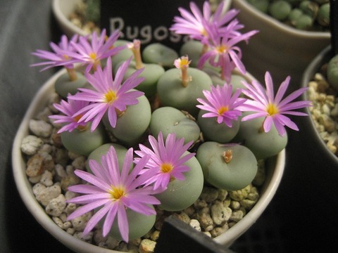 Rogosa
