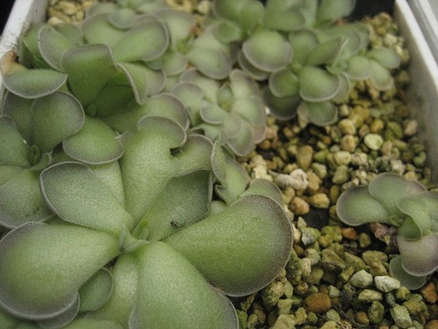 Pinguicula cyclosecta