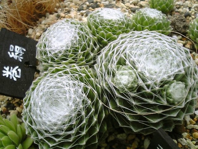 ぎゅむっと巻絹 やっぱここがエエねん