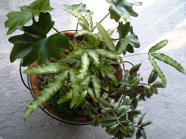 観葉植物仕立て直し やっぱここがエエねん