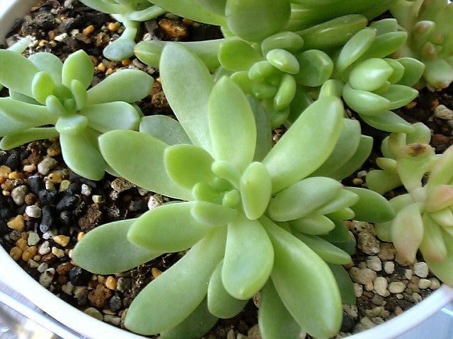 うちの春萌 やっぱここがエエねん