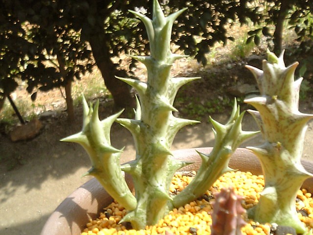 出来心で ガガイモget 笑 やっぱここがエエねん