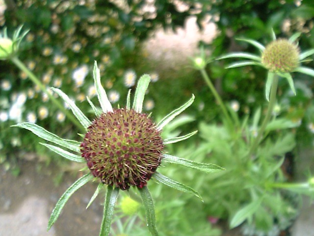 スカビオサ ブラックナイト やっぱここがエエねん