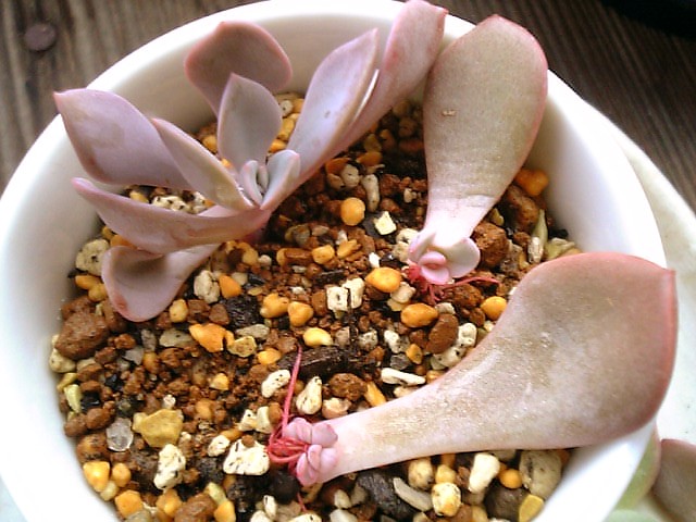色んな葉挿し植えました やっぱここがエエねん