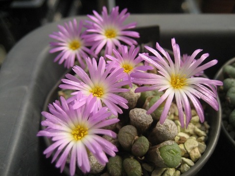 ectypum ssp.ignavum
