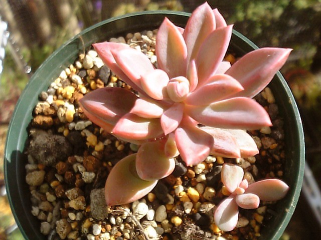 パキの宝箱モリモリ やっぱここがエエねん