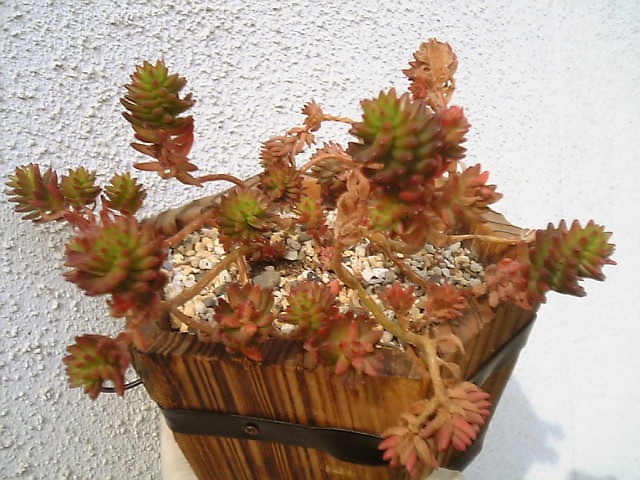 色々植替え やっぱここがエエねん