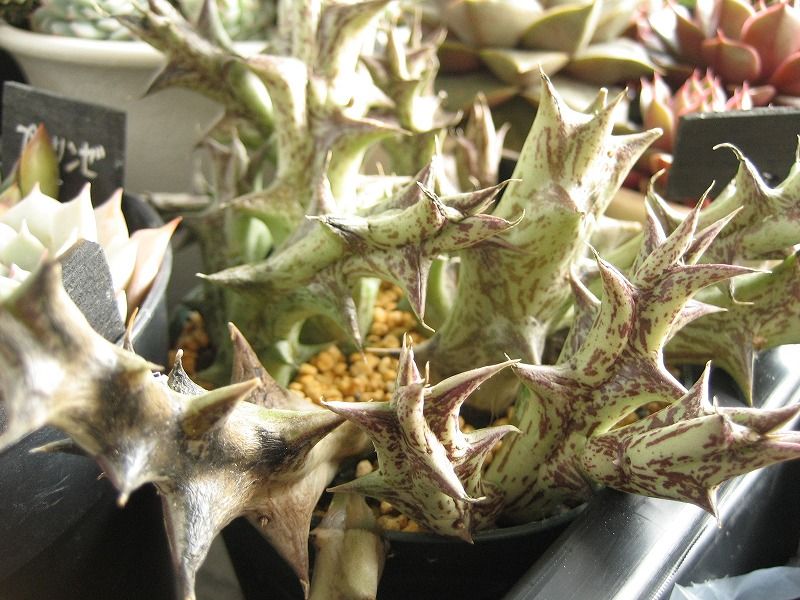 寒すぎてガガイモに犠牲者 やっぱここがエエねん