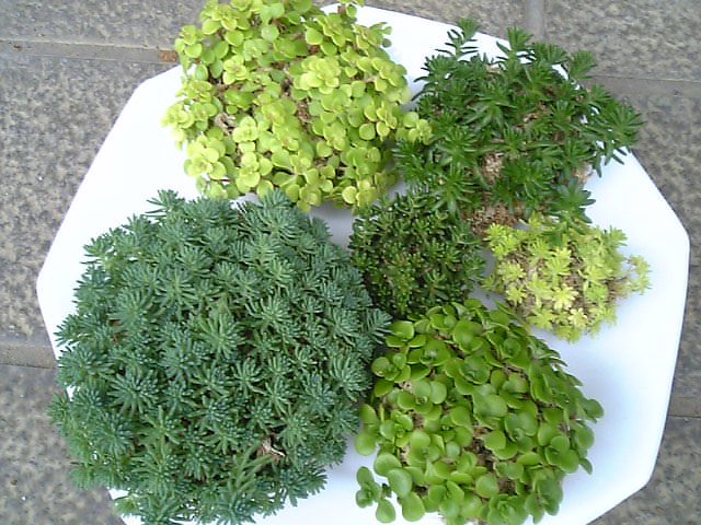 セダム玉納品 やっぱここがエエねん