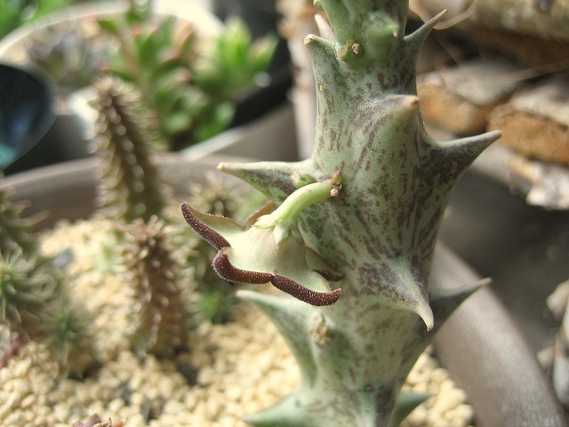 やっぱここがエエねん 10年08月 Livedoor Blog ブログ