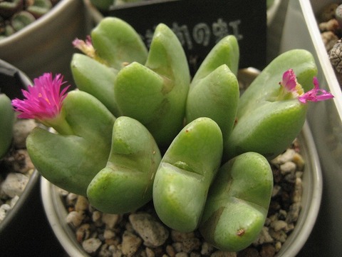 ectypum ssp.ignavum