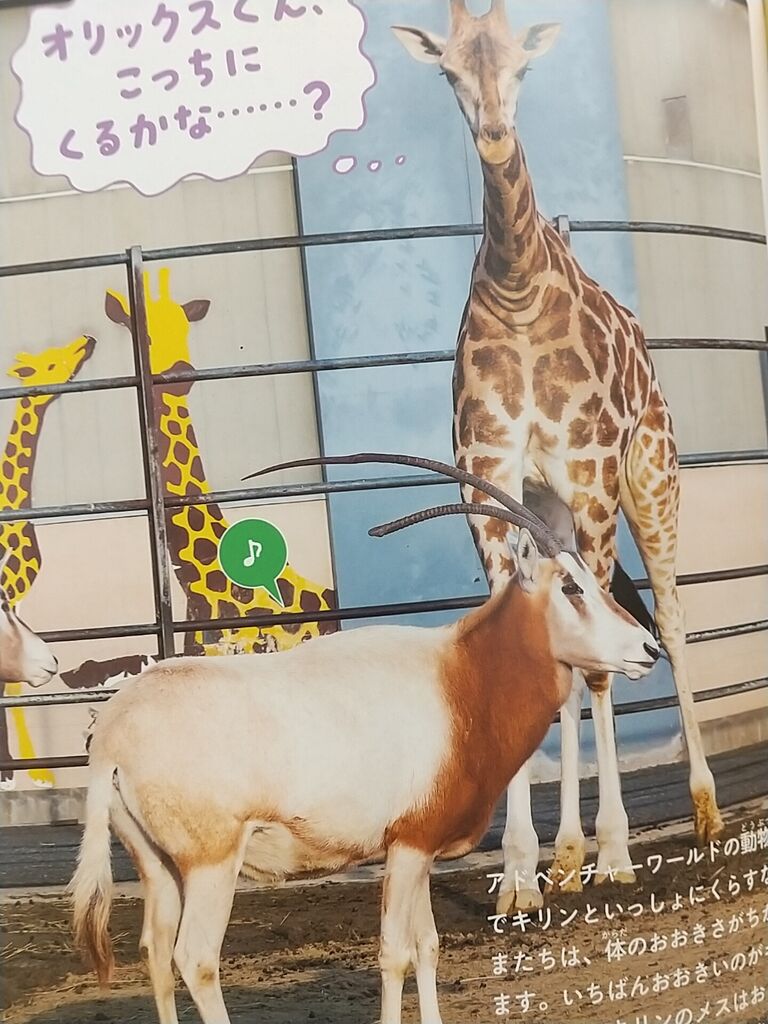 キリンのひみつ のりたかblog キリンのひみつ のりたかblog