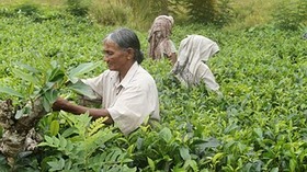 sri-lanka-1037002__180