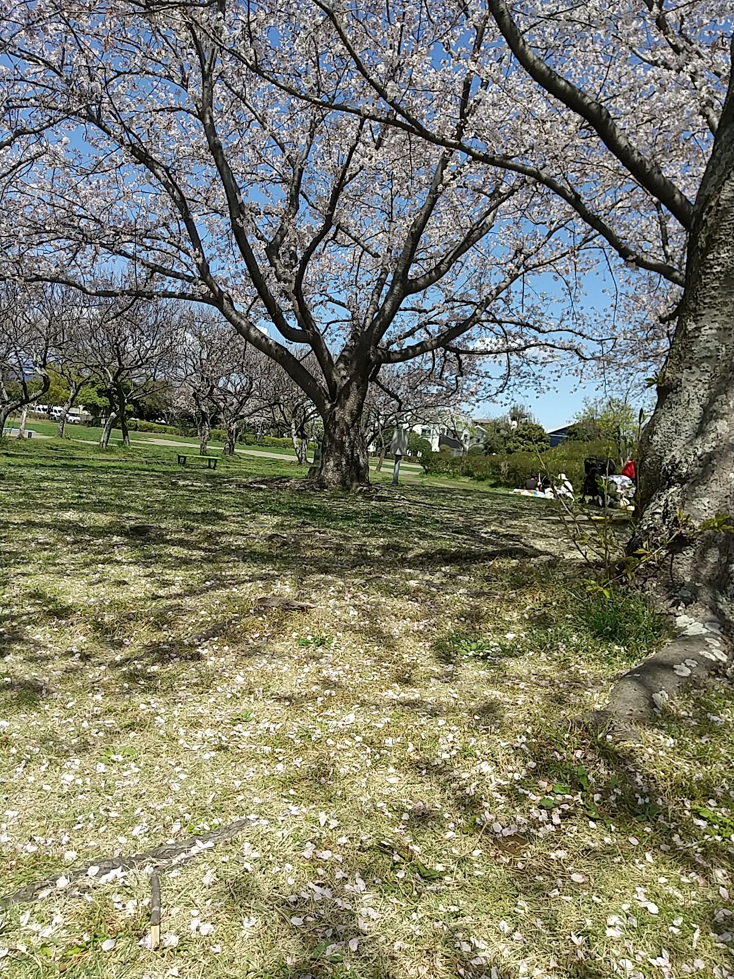 IMG_20220405_123213