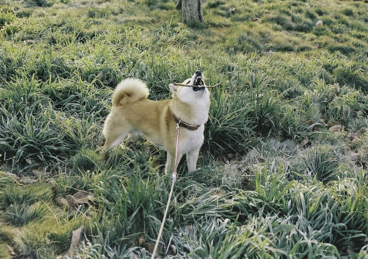画像あり イッヌ おさんぽ楽しいンゴ またたびちゃんねる
